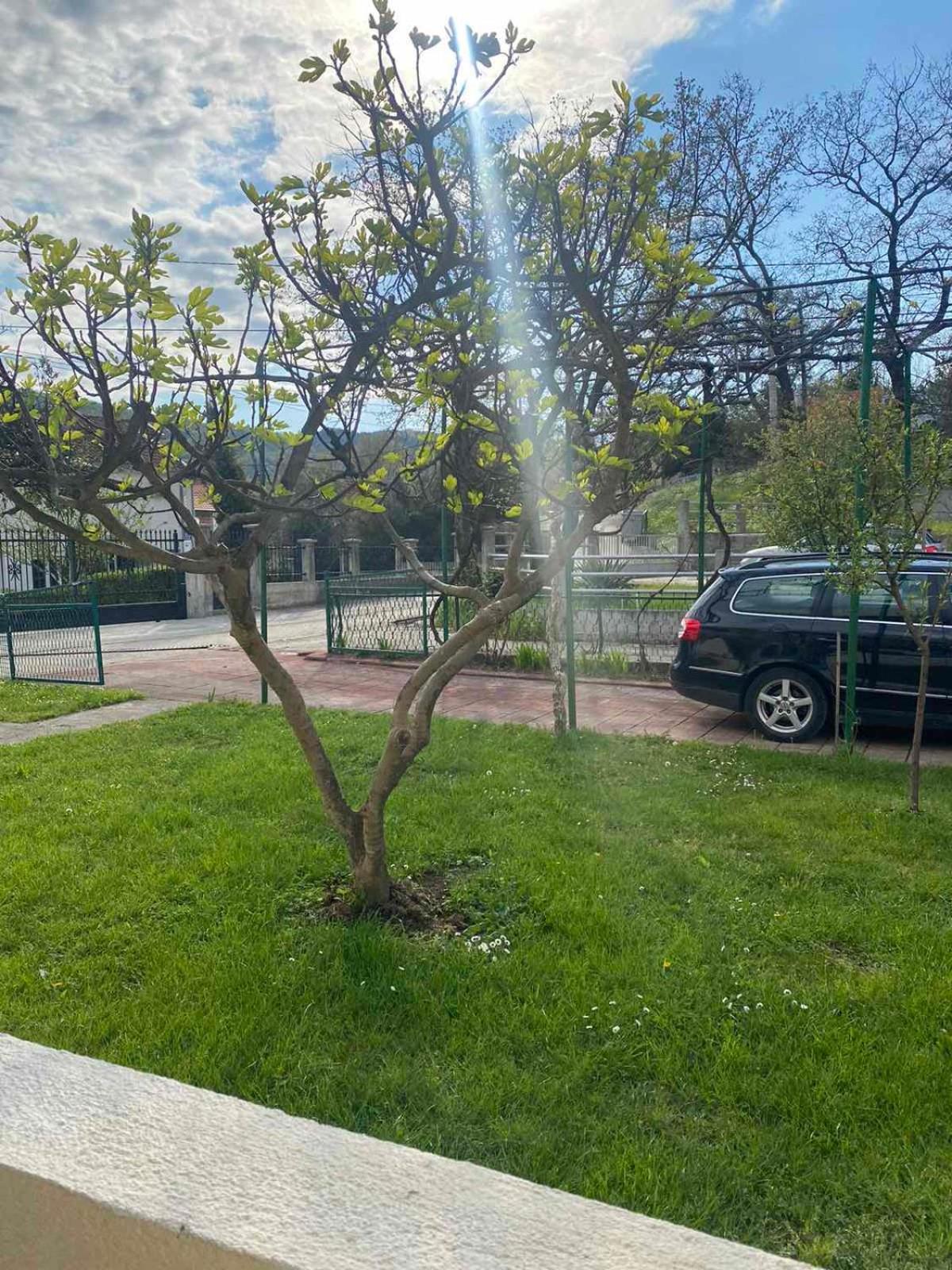 Apartmani Zelenika Herceg Novi Phòng bức ảnh